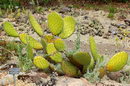 Bunny Ears Cactus